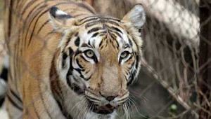 Người đàn ông bị hổ nuôi vồ chết tại Bình Dương