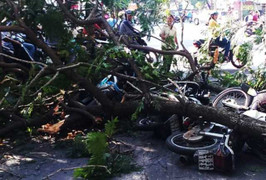 Cây xanh gãy đổ quật ngã 3 xe máy trên đường phố Sài Gòn