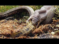 Trăn Anaconda - quái vật khổng lồ, hung bạo nhất hành tinh