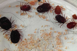 Suýt chết vì bị ve mò cắn