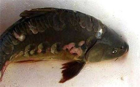 Giải mã chuyện ốc không nắp và cá chép không vẩy ở Hồ Tây