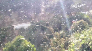 Hãi hùng cảnh cả triệu con châu chấu đen kịt trời tàn phá Sơn La