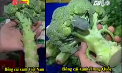 Cách phân biệt súp lơ xanh Việt Nam và Trung Quốc bằng mắt thường
