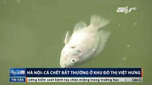 Clip: Cá chết hàng loạt ở khu đô thị Việt Hưng, Hà Nội