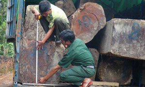 Nhóm 20 người trấn áp kiểm lâm để cướp lại xe chở gỗ lậu