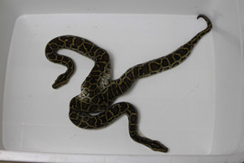 Con trăn kỳ lạ nhất thế giới xuất hiện ở Việt Nam