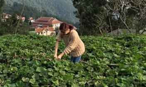 Cận cảnh biệt thự đang xây trên Tam Đảo của gia đình Hoàng Thùy Linh