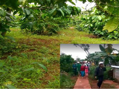 Nổ lớn như bom trên rẫy cà phê, một người chết thảm