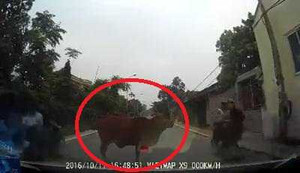 Tài xế bóp còi inh ỏi, bất lực trước chú bò 'không hiểu luật giao thông'