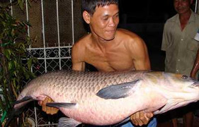 “Quái vật trắm đen” Hồ Tây đã tuyệt chủng?