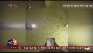 Muỗi kéo thành đàn dày đặc, tấn công người ở Bạc Liêu