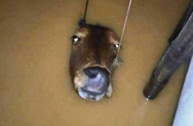 Đôi mắt chú bò lay động lòng người trong trận lụt kinh hoàng ở miền Trung