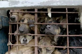 Người Việt ăn 5 triệu con chó mỗi năm