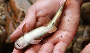 Kỳ lạ loài cá đắng, được ví như ‘cá sâm’ trên đỉnh Nhìu Cồ San