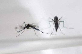 Phát hiện muỗi vằn Việt Nam chứa virus Zika