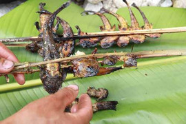 Hành trình săn lùng loài ‘cá sâm’ kỳ lạ ở lưng chừng trời Hoàng Liên Sơn