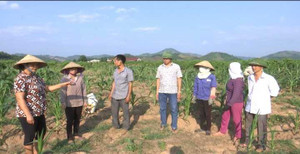 Vườn vải 'đắng' đẩy người nghèo dính án tù oan?