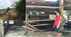 Chuyện dở khóc dở cười: Nhận nhầm trâu đem mổ lấy thịt sau lũ lịch sử