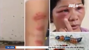 Kiến ba khoang độc tố gấp 15 lần rắn hổ mang hoành hành ở Hà Nội