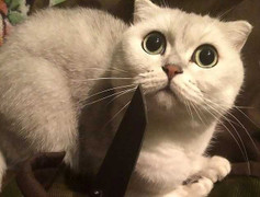 Thiếu nữ xinh đẹp người Nga bị bắt vì hành hạ động vật