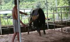 Con bò tót si tình và chuyện chưa từng có về đàn bò tót lai ở Ninh Thuận
