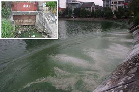 Ảnh: Hồ Văn Quán bốc mùi hôi thối, dân không dám ra khỏi nhà