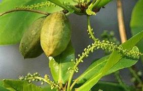 Lá bàng non: Thần dược trị nhiều thứ bệnh