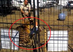 Bị đánh bằng gậy, hổ nổi khùng cắn rách chân người huấn luyện