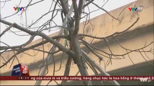 Hàng loạt cây xanh ở Hà Nội mới trồng đã chết khô