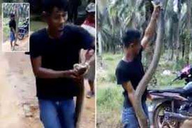 Người đàn ông bắt hổ mang chúa khổng lồ bằng tay không