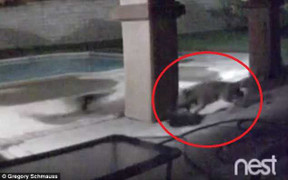 Sói trèo qua tường cao 2m, giết chết chó nhà