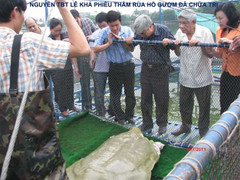 Chuyện chưa biết về hành trình hồi phục trở lại của 'cụ rùa'