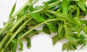 Công dụng chữa bệnh tuyệt vời của rau ngổ hương