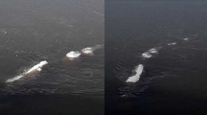 Video: Quái vật hồ Loch Ness uốn lượn trên sông băng ở Alaska?
