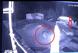 Cá sấu mò xuống bể bơi, chàng trai cuống cuồng nhảy lên bờ, bỏ mặc bạn gái