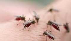 30 người Sài Gòn nhiễm virus Zika, thành phố lập ủy ban chống dịch