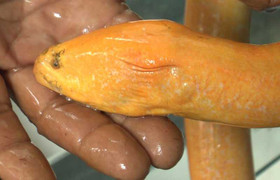 Lão nông miền Tây bắt được lươn vàng quý hiếm dài gần 1 mét