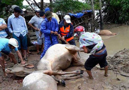 Sau lũ, dân ngậm ngùi xẻ thịt bò chết bán vớt vát tài sản