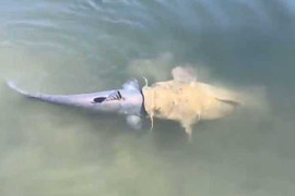 Đói ăn, cá trê ngoạm đầu, đòi nuốt chửng đồng loại