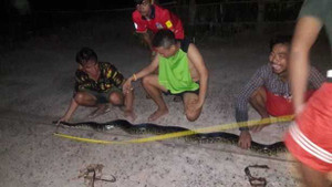 8 người đàn ông vật lộn bắt trăn trong đêm