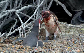 Bị 'cắm sừng', chim cánh cụt đực lao vào huyết chiến với 'nhân tình' của vợ