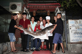 Cá lăng sông Mê Kông nặng 70kg cực hiếm lần đầu tiên xuất hiện tại Hà Nội
