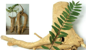 Loài cây chỉ có ở Bái Tử Long và rừng Tây Nguyên giúp tăng ham muốn cho quý ông