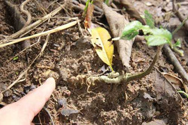 Phát hiện vườn sâm quý như vàng ròng ở cực Tây của Tổ quốc