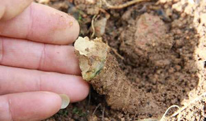 Phát hiện dược liệu quý như vàng: Sâm Lai Châu hay sâm Ngọc Linh quý?