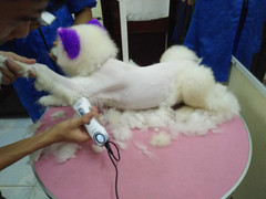 Hốt bạc với 'spa' làm đẹp cho thú cưng độc nhất vô nhị ở đất Cố đô