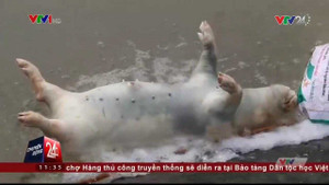 Hãi hùng cảnh 'phù phép' lợn chết thối vứt dưới suối thành lợn Mán đặc sản ở Tam Đảo