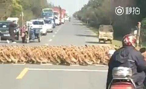 Ôtô, xe máy xếp hàng dài chờ... 20.000 con vịt sang đường