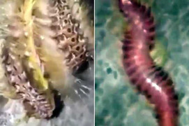 Phát hiện sinh vật 'ngoài hành tinh' lông lá kỳ dị quằn quại trên bờ biển Úc