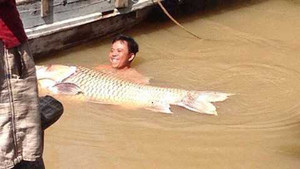 Clip: Ngư dân bắt được cá hô vàng trăm cân, dài 1,5 mét giá hơn 300 triệu